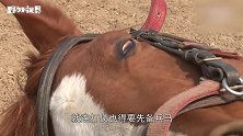 马也这么有心计？这马只要有人骑它，就会倒地装死演戏