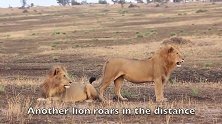 两头雄狮打一头外来的雌狮，网友：群里又要开始争老婆了