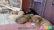 公公要把7只小狗崽送走5只， 小九看到狗狗要送走为啥都哭了