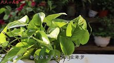 秋天养绿萝，盆里埋几粒料，快速抽藤爬满墙