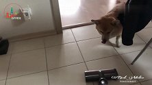 小柯基犬也太胆小了，被吸尘器吓得满地跑