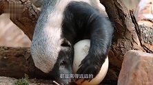 陆龟倒了血霉，竟然碰上蜜獾！视频拍下“平头哥”吃龟全过程