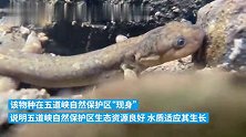 “小娃娃鱼”！湖北襄阳发现濒危物种巫山北鲵
