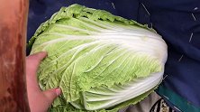 霜降后的大白菜这样做，清脆爽口解油腻，做法超简单一学就会