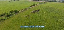 牛儿们发现无人机在监视自己，纷纷抬头围观，镜头记录全过程