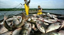 美国：鲤鱼泛滥成灾，欲更名吸引消费者