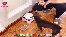 小气狗狗不给主人吃罐头，主人进了厨房一趟出来，狗狗就后悔了！