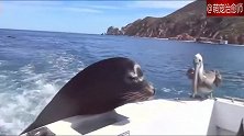 海豹扒在快艇上要吃的，后面的鸟：为什么我得不到！