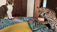 狸花猫：这玩意长得挺霸气怎么跟个傻子一样