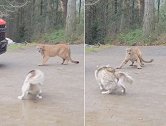 加拿大一哈士奇在家门口与美洲狮对峙 被主人紧急叫停