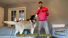 主人假装吃“空气”，哈士奇还上当了，人与狗之间的信任呢