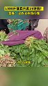 1300斤菠菜15元成交 ？？菜贩：没办法市场行情，大婶满脸无奈。