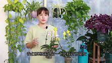 夏季养蝴蝶兰，喷雾增湿太麻烦？用一个大盆更轻松