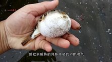 男子趁着河豚吸气时，往它塞了一根烟，接下来河豚的反应太逗了！