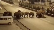 云南：15头野生亚洲象北上400公里，进入城区漫步街头