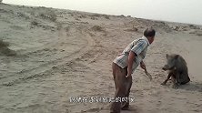 野猪一声惨叫,只见豹子被压倒在地上,野猪反杀太强悍了