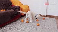 主人朝狗狗扔橘子，狗狗边追边闻不知道能不能吃了它