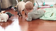 这么小的孩子就开始逗猫，长大还得了，一定是个铁猫奴！