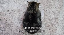 21世纪猫咪界的活体思考者，网友：我等凡人就不打扰了