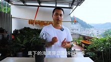 三伏天养兰花，别什么也不做，想开花多2件事赶紧做