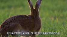 刚出生的兔宝宝，为什么就会被兔妈妈吃掉？原因让人泪目！