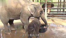 小象在澡盆里玩水，大象妈妈很生气，小象：跟你学的