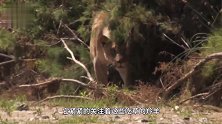 狮子在暗处“蹲”羚羊，一只小羚羊突然走过来，对视一秒后尴尬了