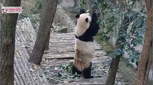 熊猫园丁：这活儿站着累不说，修理下来的树枝还要求给吃完，难呐