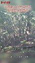 山西霍州市霍山自然保护区发现金钱豹踪迹山西金钱豹