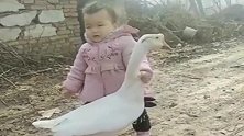 奶奶养的大白鹅，宝宝走到哪就跟到哪，打它也不还手，太萌了！