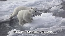 小北极熊在冰上玩耍，突然冒出个脑袋，下秒憋住笑