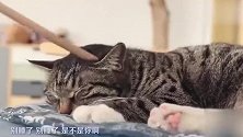 一泡“尿”引发的喵案，橘猫指认“真凶”，结局连铲屎官都没想到