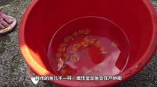金龙鱼将卵含在口中孵化，60天无法张嘴进食，张嘴怕宝宝跑出来