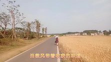 麦收时节，杨杨麦田边放飞自我，感觉像回到了初恋，美景尽收眼底