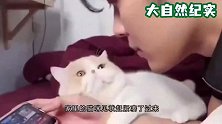 小猫个头比猫妈都大，非要和猫妈一起睡，猫妈全程无奈的表情