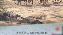 牛羚被鳄鱼拖下水，濒临绝望，两只神秘动物出现逆转结局