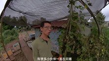 安岳草莓哥建议阳台上种植草莓最好这样选择草莓苗，究竟为什么