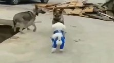 中华田园犬：老头子，咱的大儿子怎么成这样了