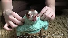 吉娃娃犬第一次穿毛衣，大头差点卡在领口出不来