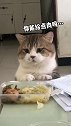萌宠：看给猫急的，是不是忘了给它猫粮，快去给它投食！