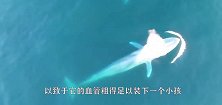 蓝鲸被虎鲸群捕杀，巨大的蓝鲸连五秒钟都没撑到，就被撕成了碎片