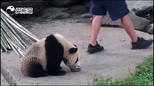 小宝：我就是来漱个口。大宝：盆底都给你舔穿！熊猫宝宝