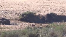 残暴黑斑羚被狮子伏击活吃
