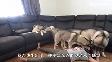 主人突然“昏倒”，看到两只泰迪的举动，网友：太机智了吧