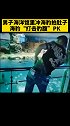 男子海洋馆里冲海豹拍肚子，海豹“打击豹腹”PK海豹 搞笑