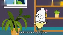 为什么昙花只在夜间开花？
