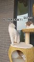 逗趣猫咪：心疼猫儿子三秒钟！