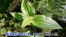中草药高清视频：塘边藕你认识吗？它粗大的根药用价值高