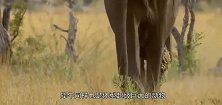 大象赶路遇到犀牛，犀牛堵在路上不让过，镜头拍下整个过程