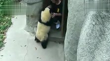 熊猫：老子使出浑身解数耍赖，让奶爸抱着回家